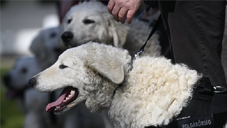 Kuvasz puli best sale